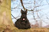 SCOTTISH TERRIER 076